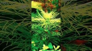 Запуск аквариума на грунте Проппант,  ISTA Premium soil, Tropica Aquarium Soil