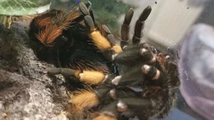 Паук-птицеед линяет. Brachypelma emilia.
