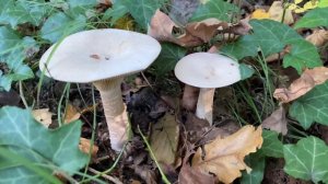 Infundibulicybe geotropa (Говорушка подогнутая),  October 23, 2021