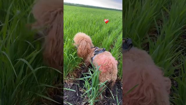 ПУДЕЛЯ ЛЮБЯТ ТРАВУ?😁 #poodle #пудель #toypoodle #тойпудель #Пудельест #милаясобака #пуделек