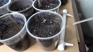 Помогаю семенам всходить после посева