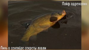 Секреты ловли линя в ОСЕНЬЮ в сентябре и октябре! Линь на что ловить осенью?