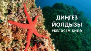 БЕЛӘСЕМ КИЛӘ: диңгез йолдызы / Морская звезда / Starfish