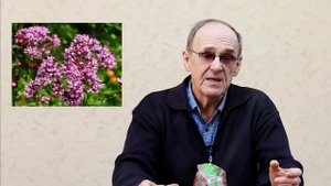 Мята или душица? Чем отличаются, и какая в них польза