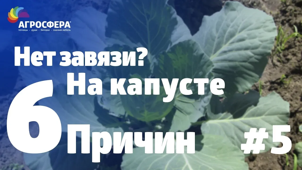 Советы для дачи и сада #5 - почему нет завязи на капусте, шесть причин! / агросфера.рф смотреть онлайн