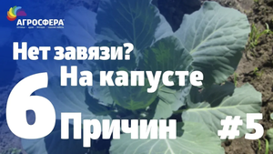 Советы для дачи и сада #5 - почему нет завязи на капусте, шесть причин! / агросфера.рф