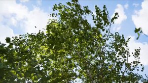 Принять участие в виртуальной экскурсии по городу вместе с северным ветром и А. С. Пушкиным