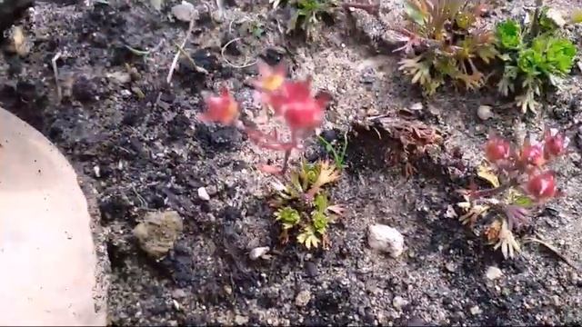 170.# Украшение моего сада - альпийская горка и прудик. смотреть онлайн