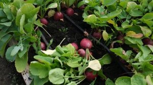 редис Диего ф1