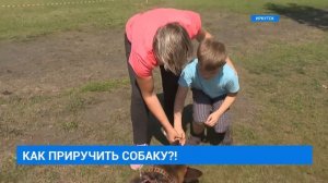 Как приручить собаку?