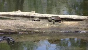 Черепахи болотные и уж водяной