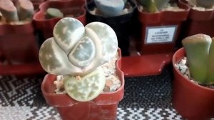 Сею литопсы (Lithops). Семена, посев, внешний вид.