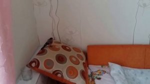 Спасение замёрзшего снегиря