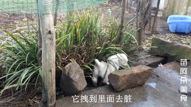 5斤炒鸡，放点酸辣椒才对味，辣的过瘾，苗大姐吃的收不住！【苗阿朵美食】 смотреть онлайн