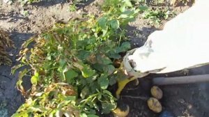 Картошка 2019г сорт Джелли