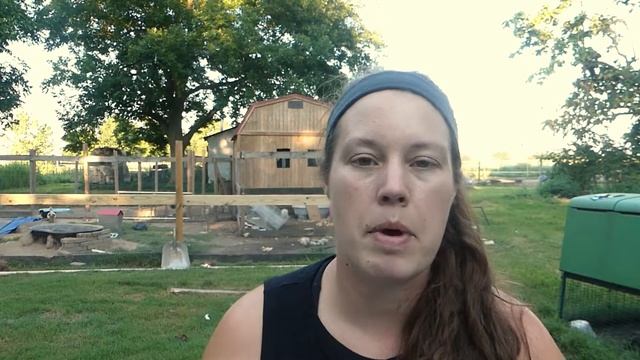 Is Your Chick Sick? Try These Easy Visual Clues смотреть онлайн