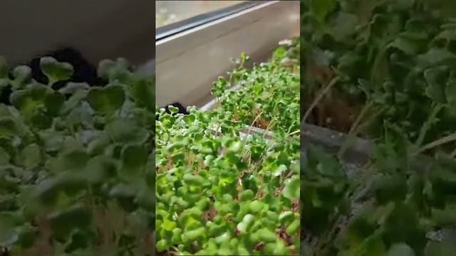 Микрозелень и рассада домашняя. Нижний Новгород смотреть онлайн