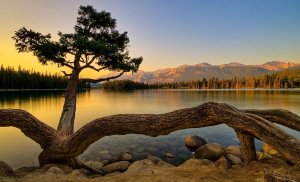 Журавль и цапля