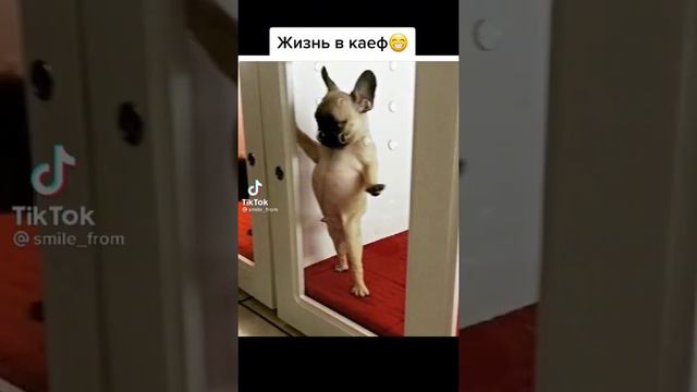 Залипашки на животных(@smile_from-Автор(тт)) смотреть онлайн