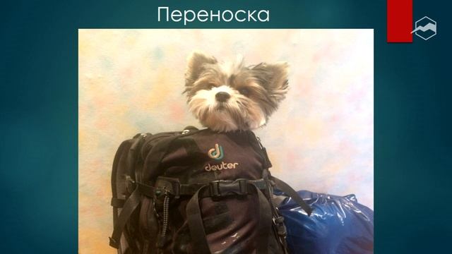 Особенности перевозки собак на транспорте