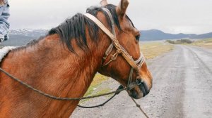 Как живут на Алтае? В 80 км от ближайшего села встретили местного Алтайца на коне.