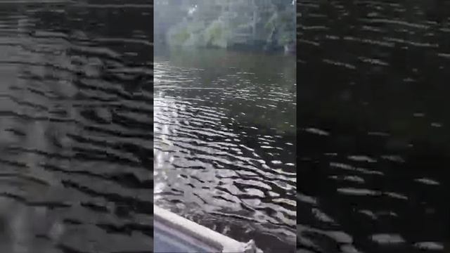 Скорость движения крокодила в воде