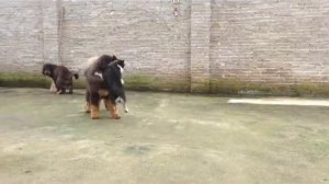 Tibetan Mastiff / Тибетский мастиф / До хи / Тибетский дог