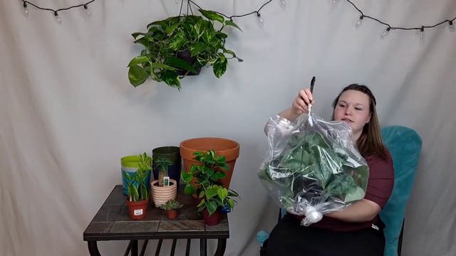 2021 PLANT HAUL | Plant Pot Haul | Plant Quarantine for new plants | Dollar Tree, Lowes, & Steins смотреть онлайн