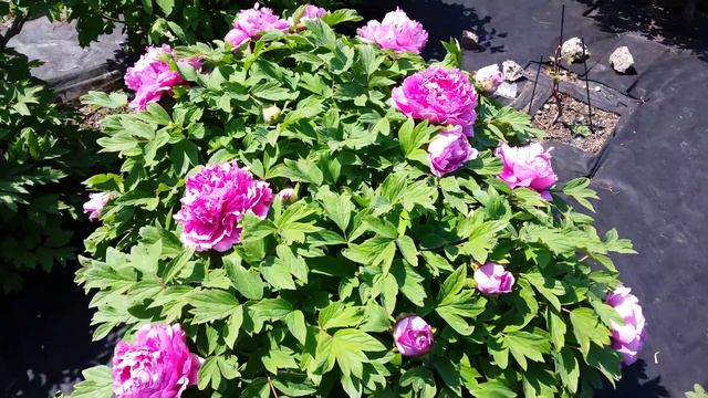 Tree peony flowers in full bloom