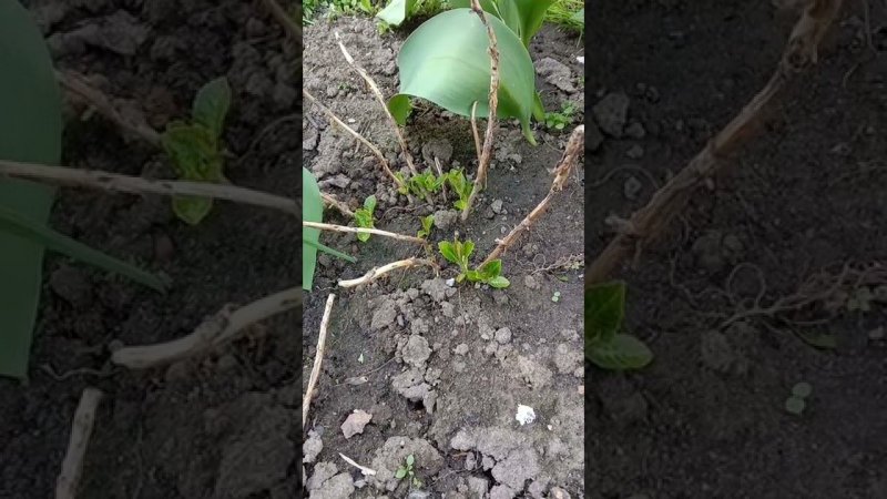 Прошлой осенью черенканули гортензию
