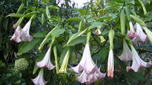 Brugmansia White&Pink.