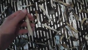 Самодельная сушилка для грибов в квартире