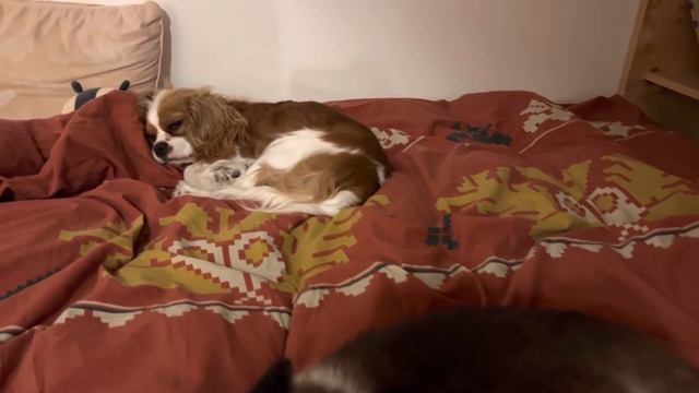 Кавалер Кинг Чарльз спаниель Оливия и кошечка регдолл Тесса смотреть онлайн