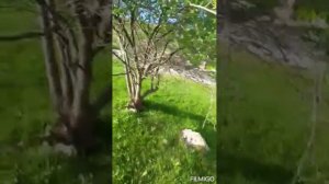 КАК ХОРОШИ ПОГОДА ТАЖИКИСТАН ФАРХОР ОБИ ТОИР