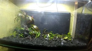 ЗАПУСК АКВАРИУМА С НУЛЯ  118 л