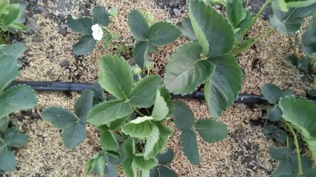 Мульчирование при автополиве. Клубника. смотреть онлайн