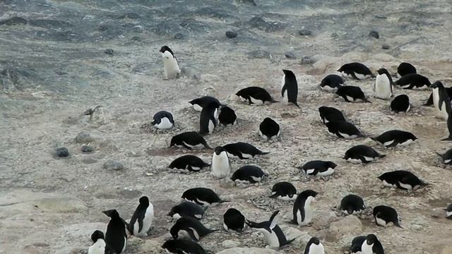 Adele penguins at Cape Royds.MP4 смотреть онлайн