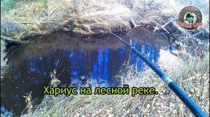 На лесной реке.Печора.День третий.Хариус/Рыбалка Севера.