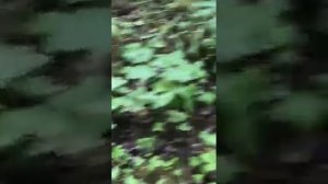 Трюфель белый в лесах Украины