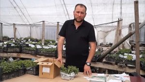 ArtVik посадка хризантем. Высаживание черенка хризантемы в грунт