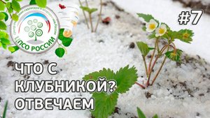 На каких сортах клубники, земляники не будет урожая в следующем году. Советы по уходу за клубникой.