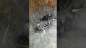 Что делать если крольчиха не кормит всех крольчат???