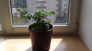 Помидоры на балконе часть 3