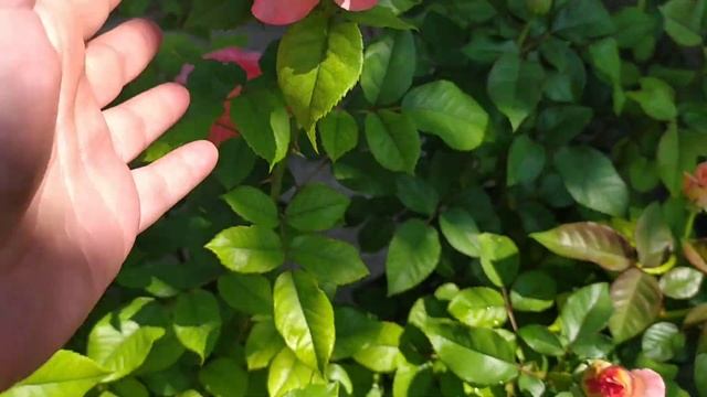 Роза Августа Луиза и ее " сестра" Акварель. Augusta Luise and Aguarell . смотреть онлайн