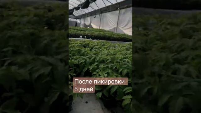 Помидоры в теплице