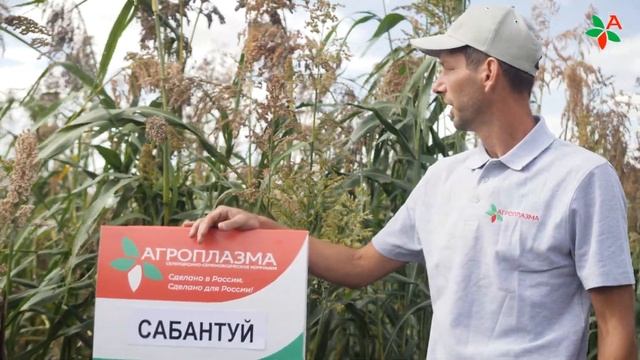 САБАНТУЙ — сорго-суданковый гибрид. Феноменальное количество зеленой массы смотреть онлайн