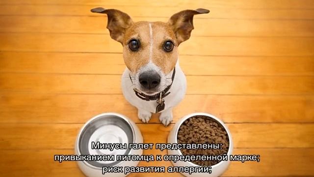 Чем кормить джек-рассел-терьера: в домашних условиях смотреть онлайн
