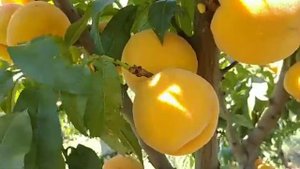 Перкоче Неріне. Percocca Nerine. Смачний, невибагливий, регулярний сорт