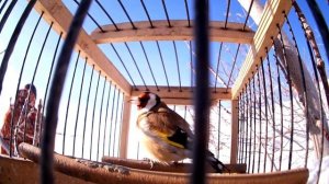 +18 (Тут бывает матерятся)Ловля певчих птиц орнитологической сетью.mp4