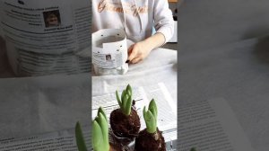 Гиацинты: пересадка